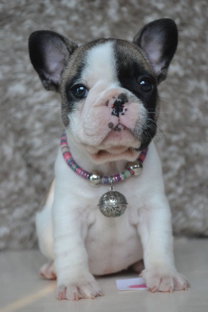 Publication : Des Trez'or D'hamarkhis Auteur : AB