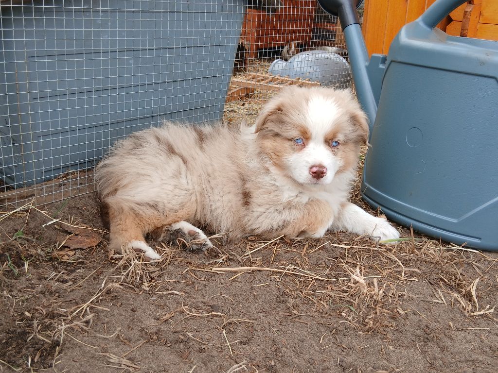 Publication : de la Sableyre 