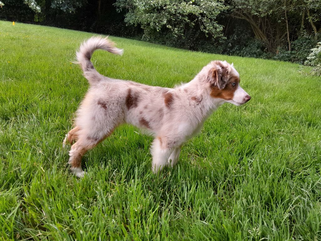 Publication : du Trefle Noir 