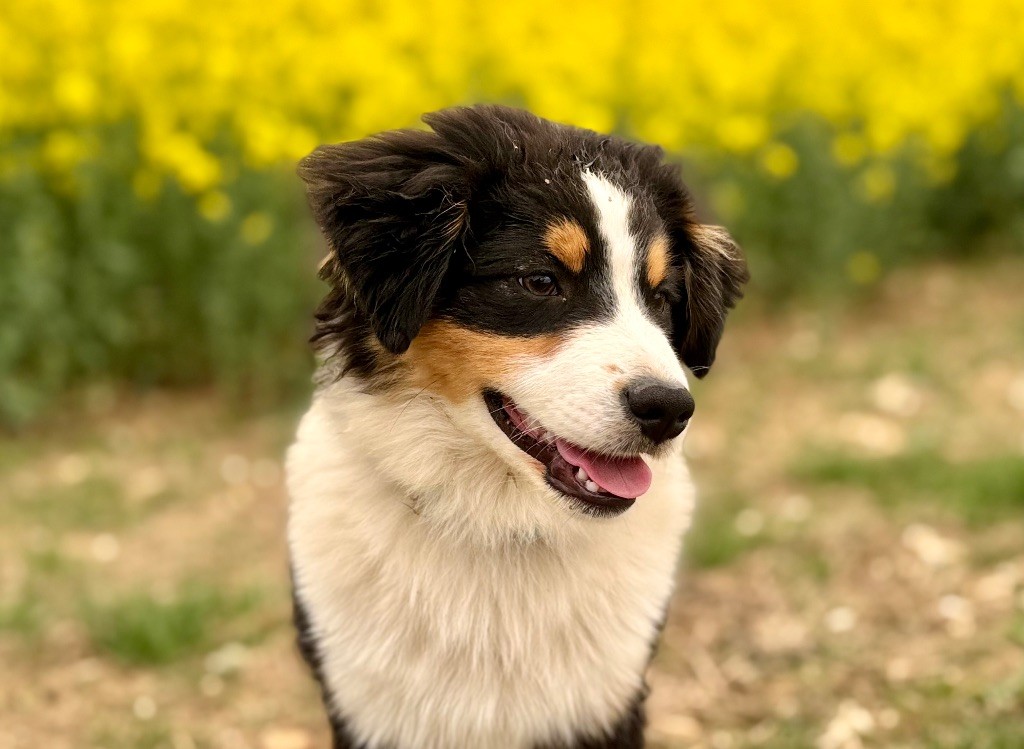 Publication : of Precious Stone Race 