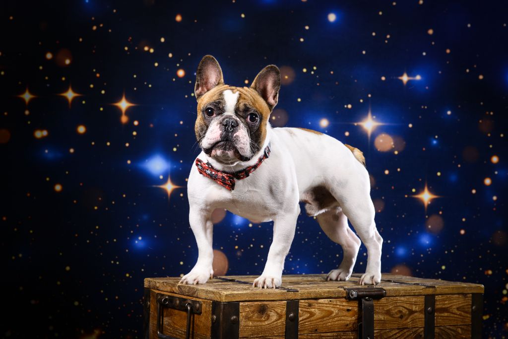 Publication : LAURIE BOUVET