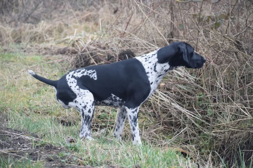 Publication : Des Frontières De La Fagne Auteur : Emilie Hancart