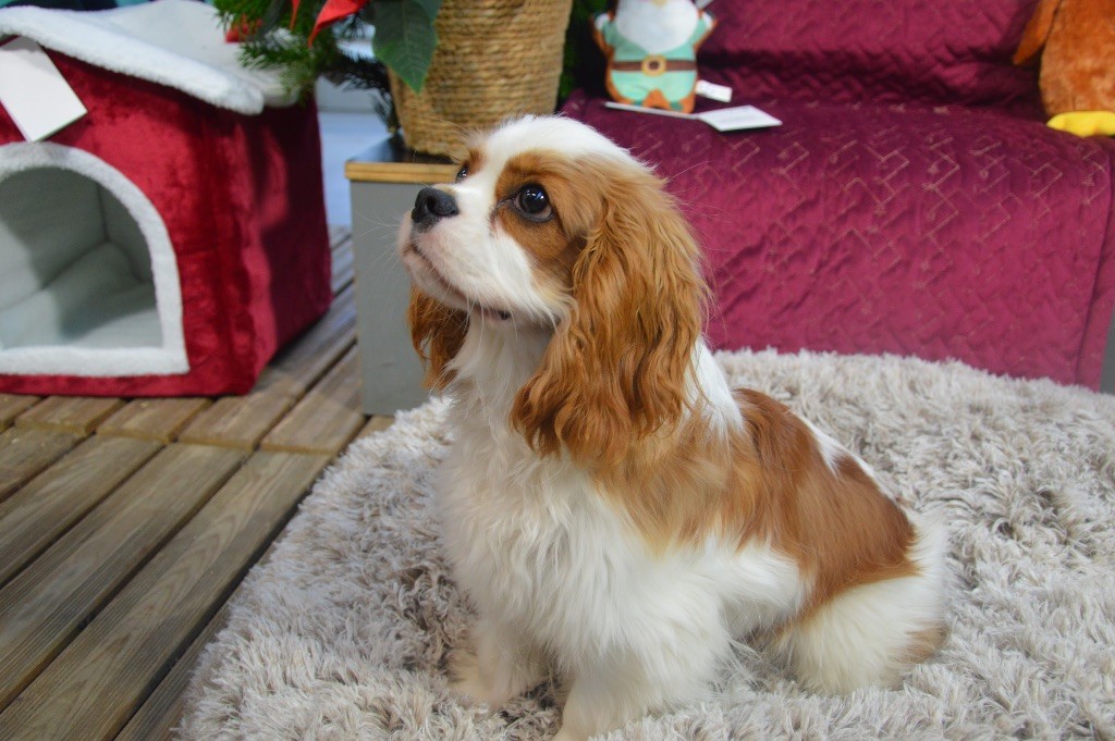 Publication : Christian PINTOR 