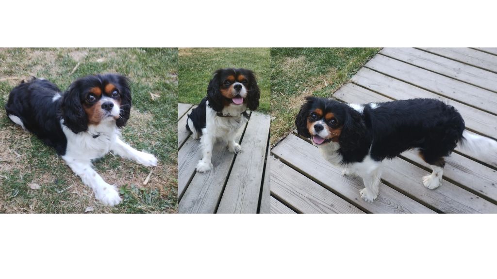 Publication : Corentin JEFFROY Auteur : Corentin