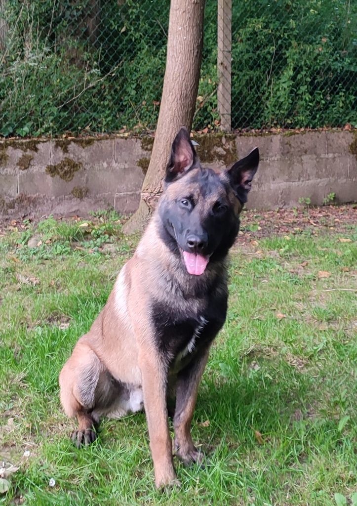 Publication : De L'Envol Du Foenix