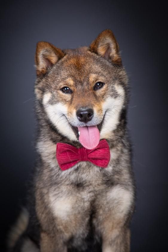 Publication : Les Lys De Fanelia 