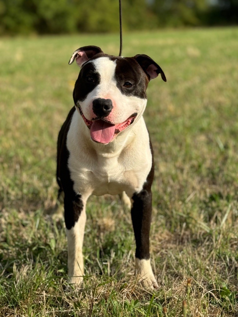 Publication : du domaine de sweety blue Auteur : Aurélien 