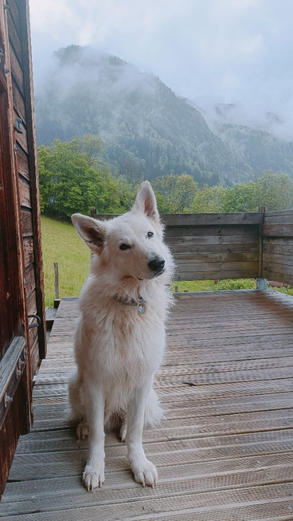 Publication : Thibault Boisson 