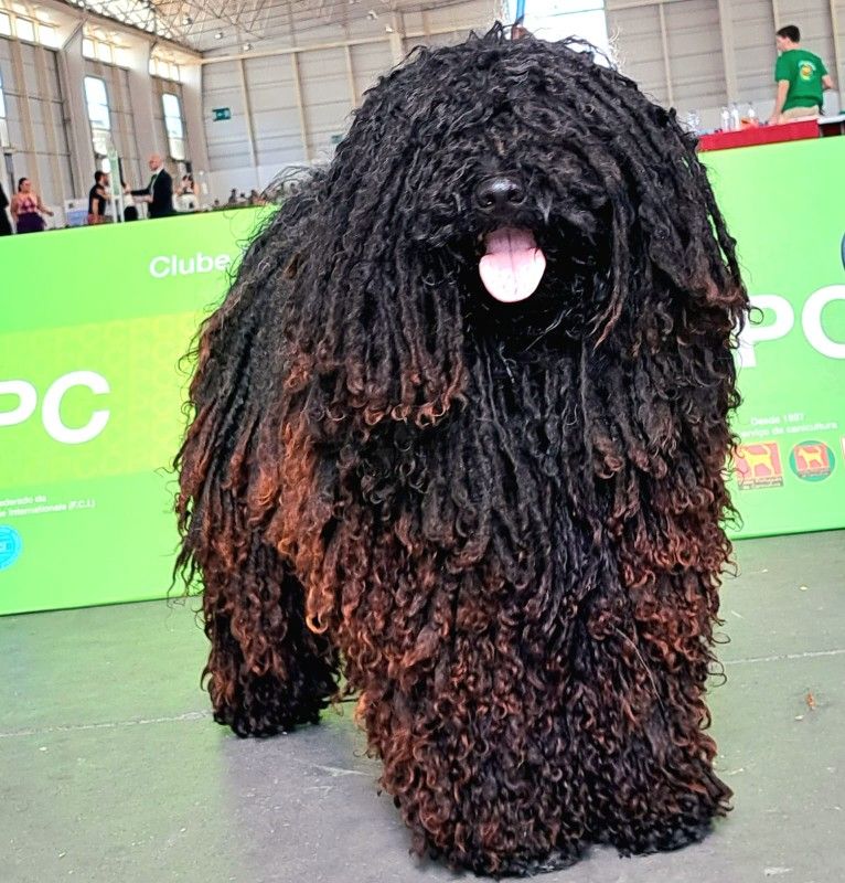 Publication : Grand Roi Hun 