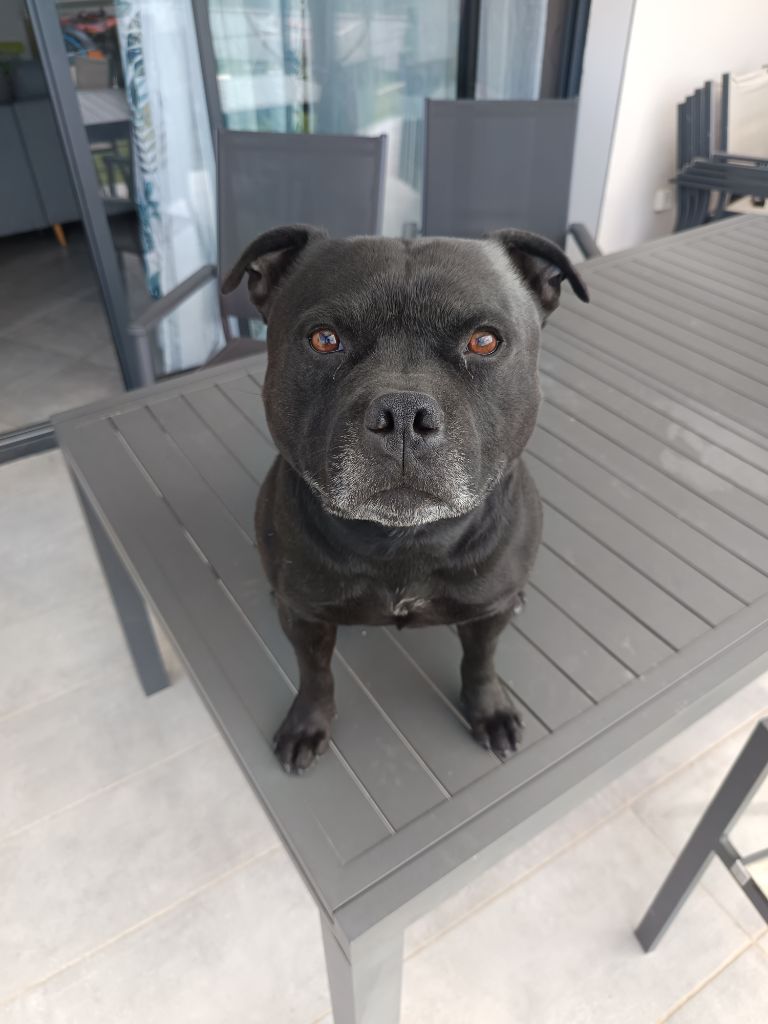 Publication : Thomas BERTONNIER Auteur : Moi-même.