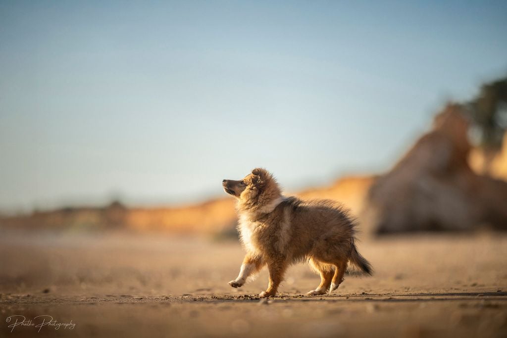 Publication : Des Rubis De L'Eternité 