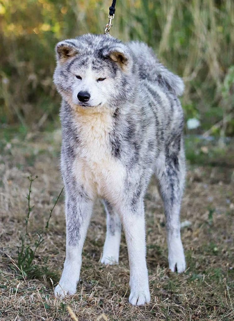 Publication : The Guardian Of Silver Souls 