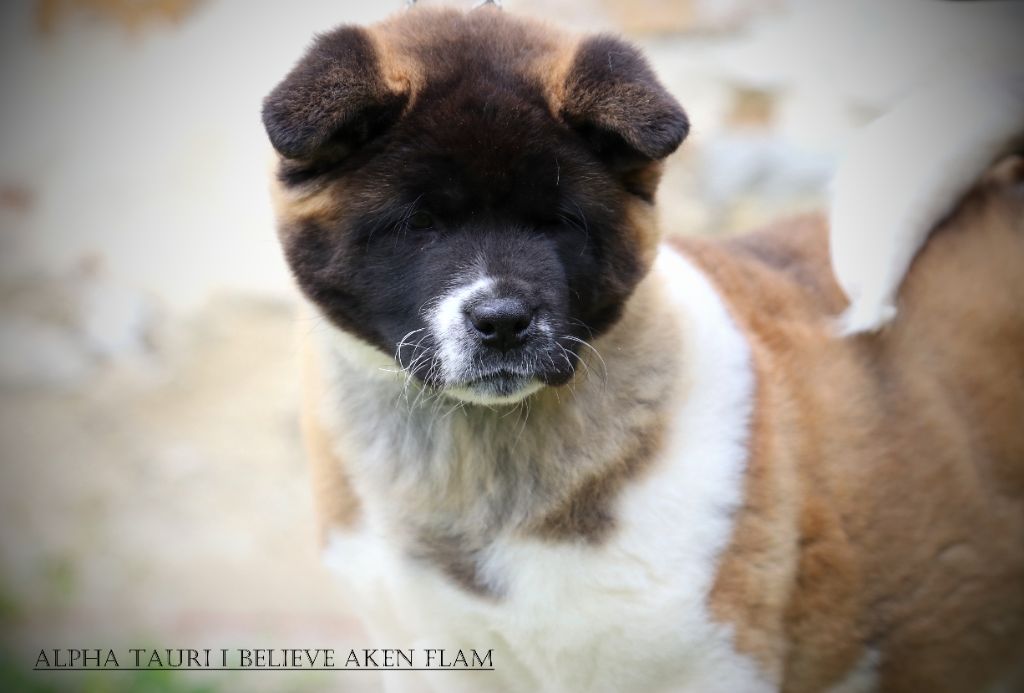 Publication : I Believe Aken Flam Auteur : Rognon Cyriel