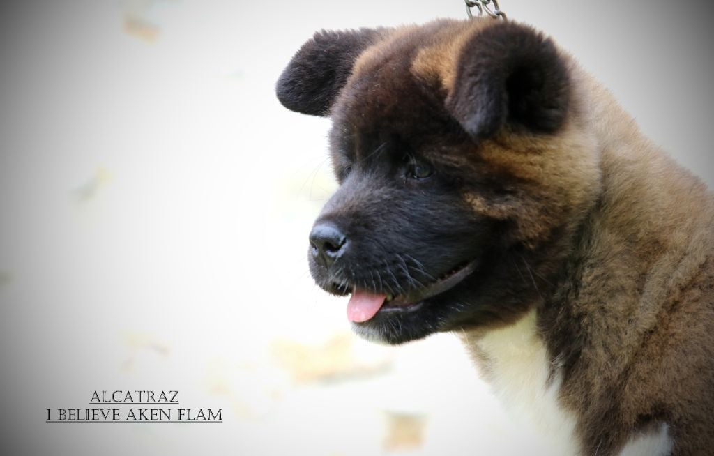 Publication : I Believe Aken Flam 