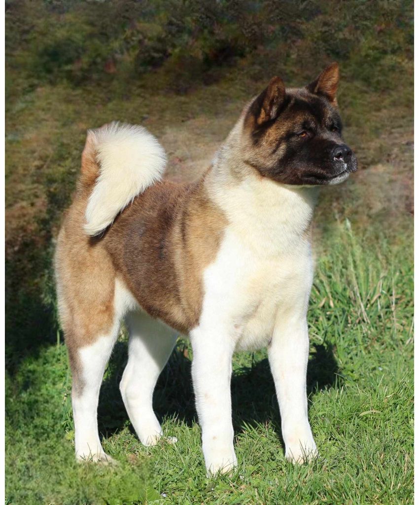 Publication : Des Gardiens De La Cigogne