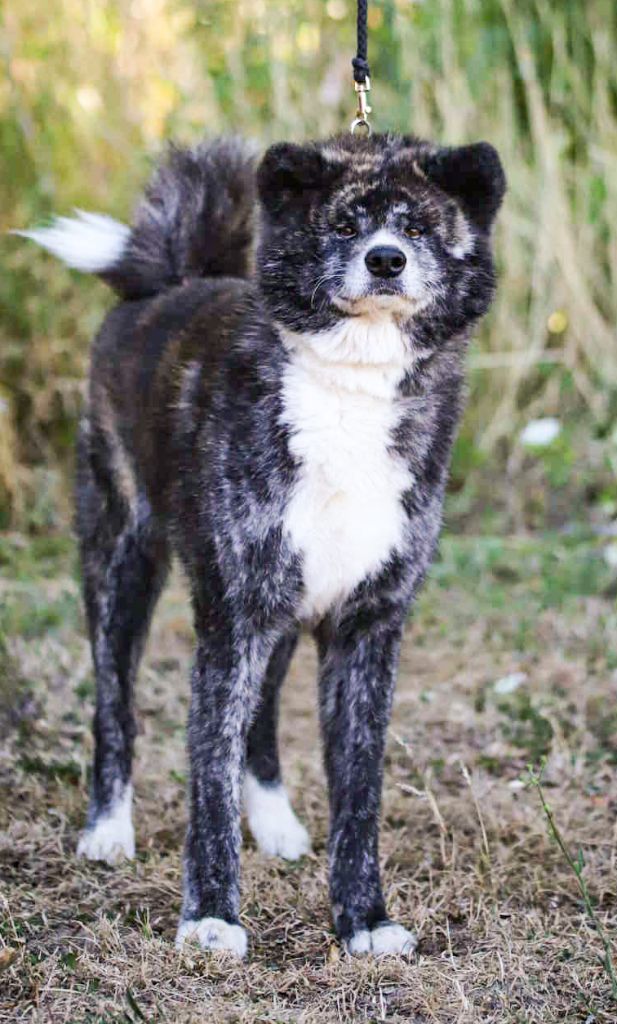 Publication : The Guardian Of Silver Souls 