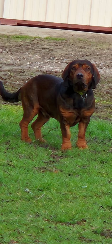 Publication : de la Vallée du Bois Bray