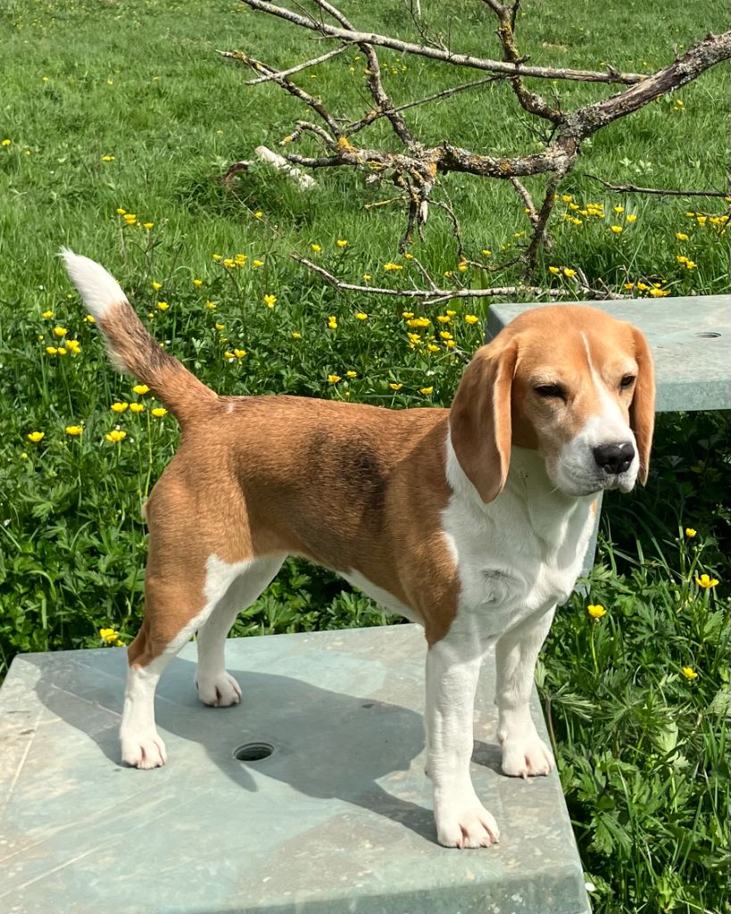 Publication : Des Passagers Du Perche 