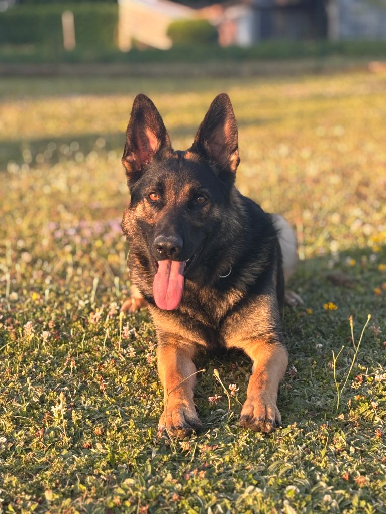 Publication : La Légende De Iako Auteur : MaÃ«lys LEFEBVRE