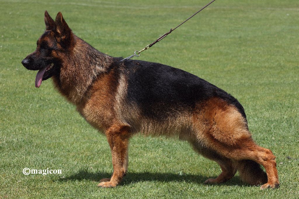 Publication : Du Buisson Chardin Auteur : Magicon