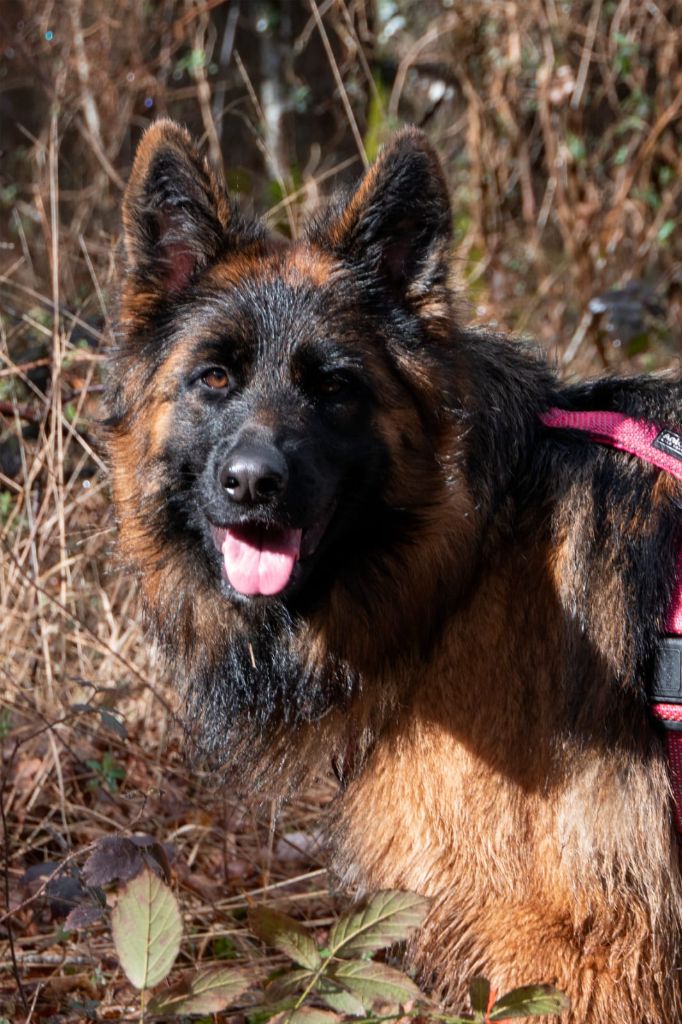 Publication : Des Monts Des Highlands 