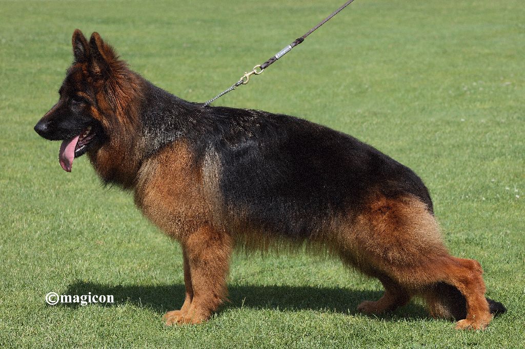 Publication : Du Buisson Chardin Auteur : Magicon