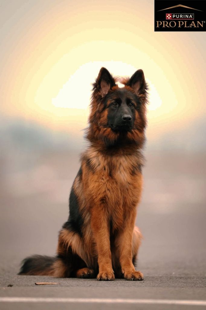 Publication : Du Ruisseau Du Vieux Moulin Auteur : ProPlan