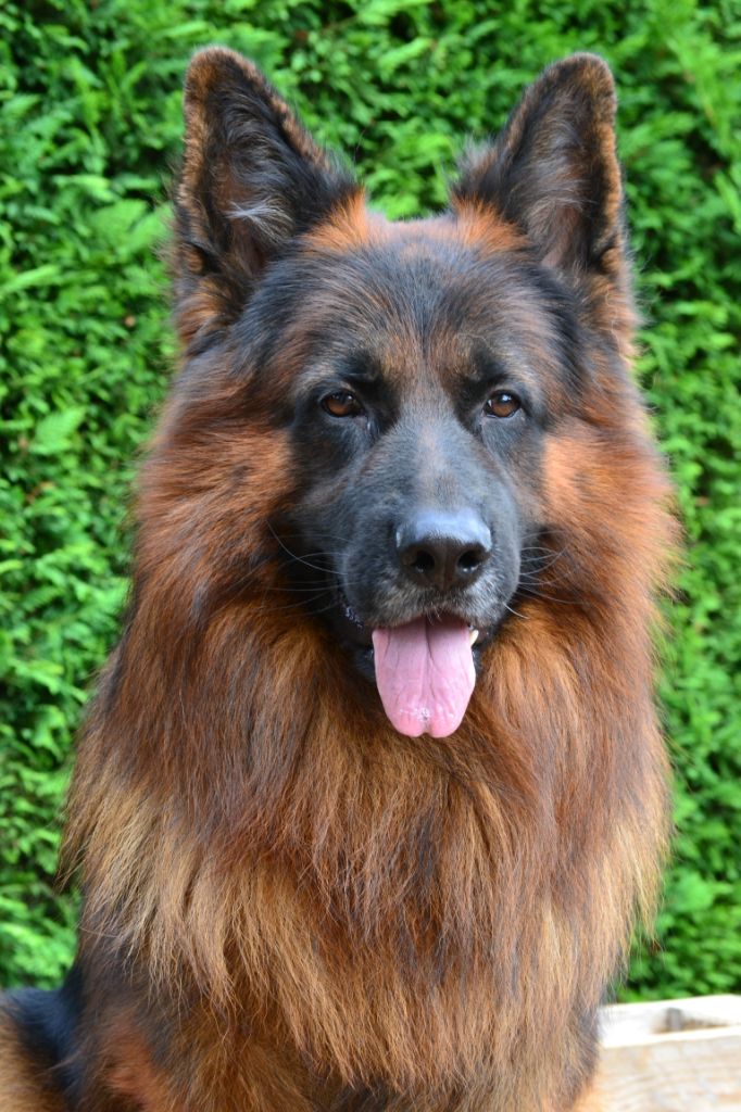 Publication : Du Bois Des Crocs Blancs