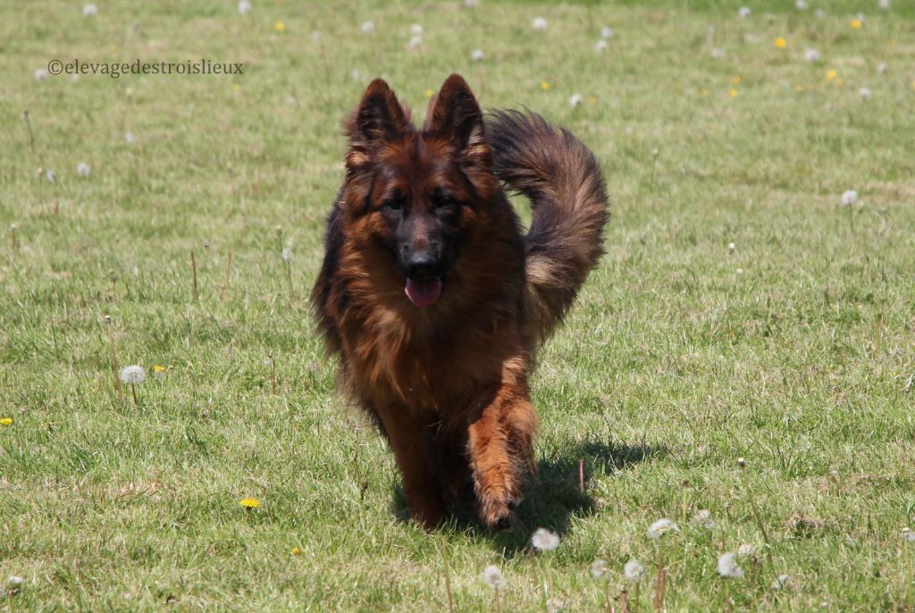 Publication : Des Trois Lieux 