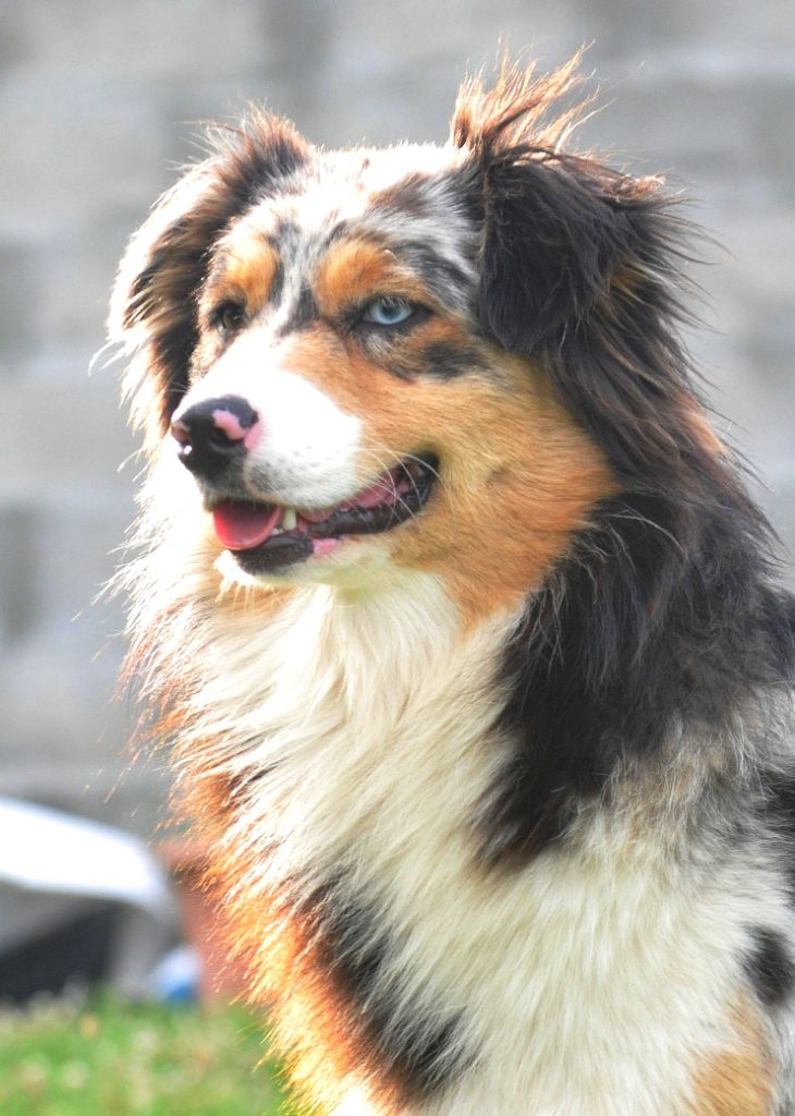 Publication : De La Vallée D'Asgard Auteur : CELINE TRENTIN