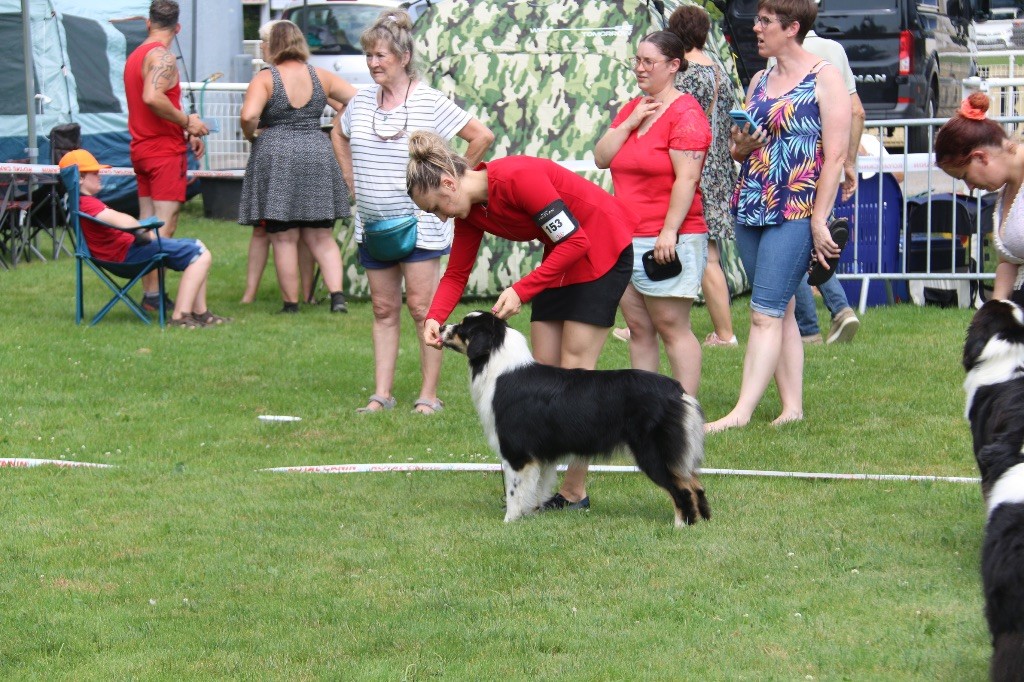 Publication : De La Colombe Béarnaise 
