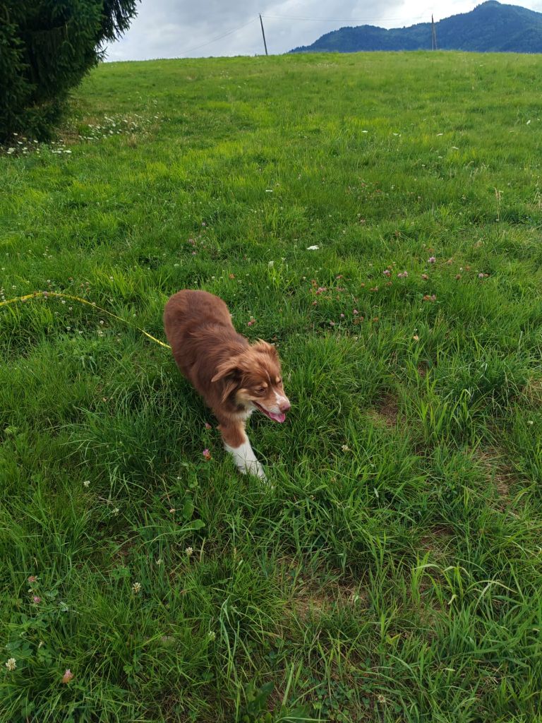 Publication : Du Berger Des Alpages Auteur : Adeline BAS