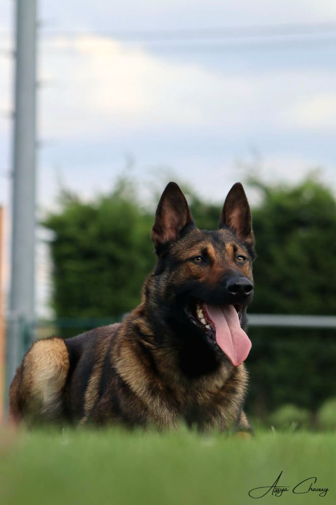 Publication : Des Crocs Du Pacot 