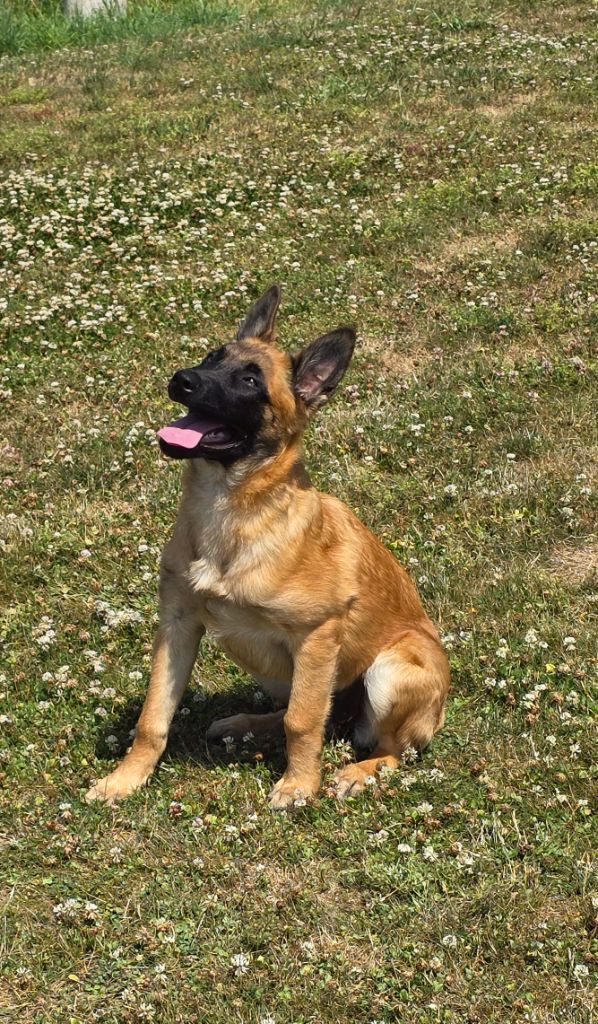 Publication : Des Guerriers De Saint Marc 