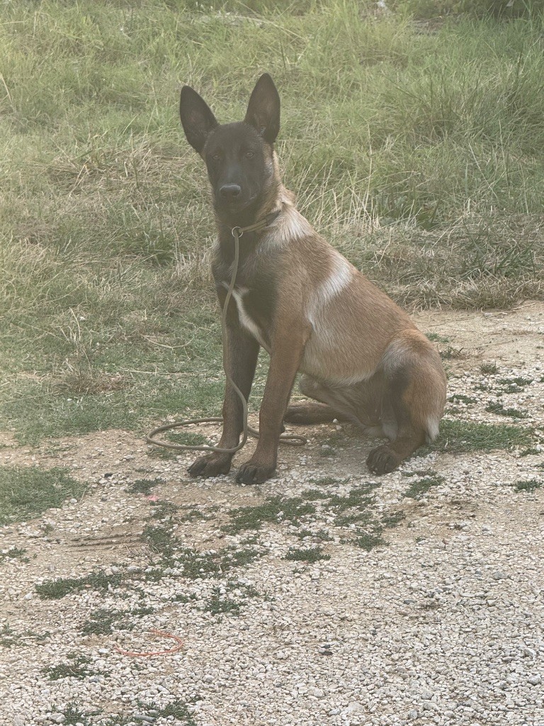 Publication : Des Gardiens Noir Des Sous Bois 
