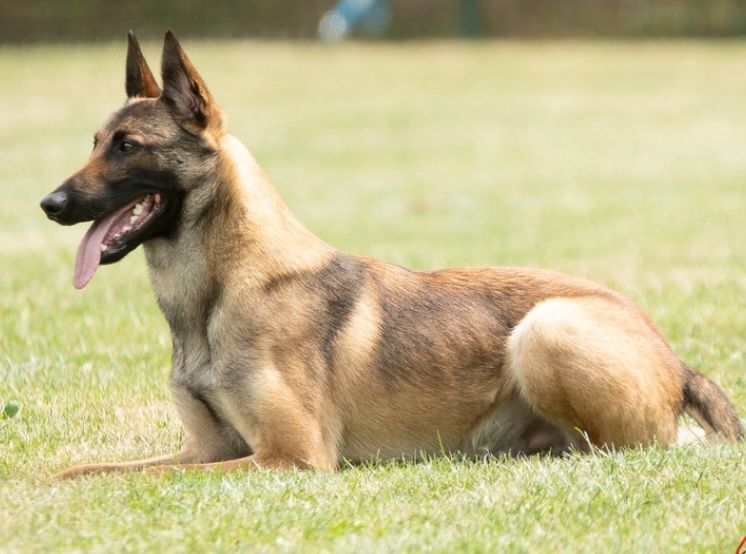 Publication : de la vallée du grand loup