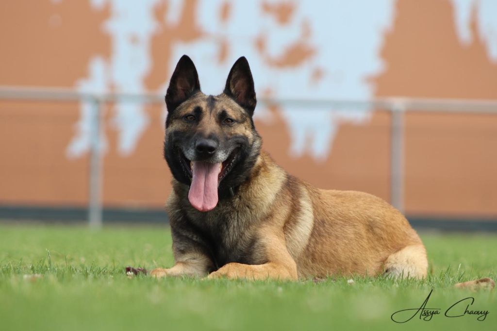 Publication : Des Crocs Du Pacot 