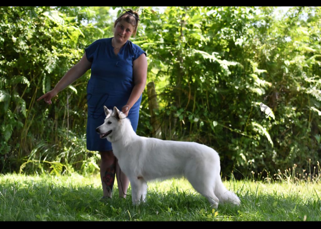 Publication : De La Niche De Kristal