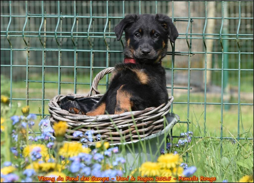 Publication : du Fond des Camps Auteur : Evelyne de Lovinfosse