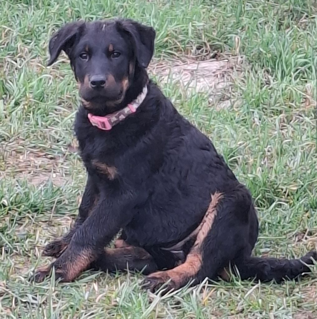 Publication : De sainte petronille Auteur : christine gerbac