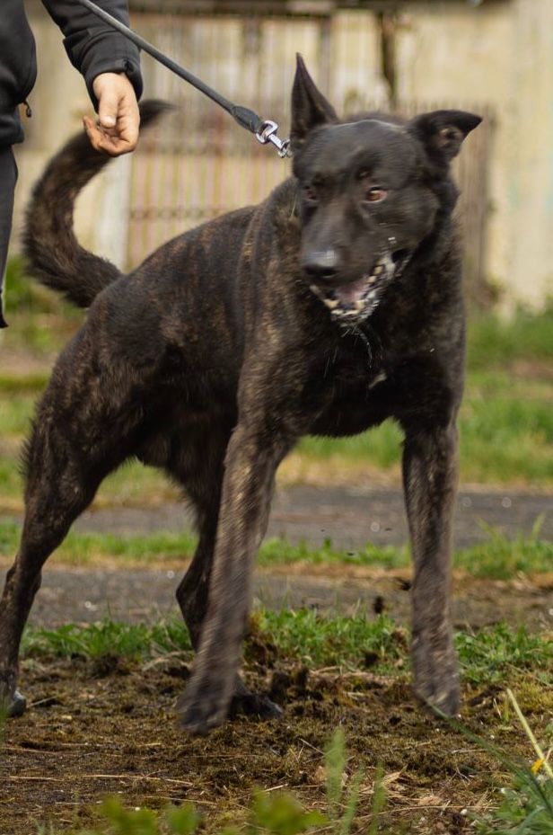 Publication : Des Gardiens De Sparte 