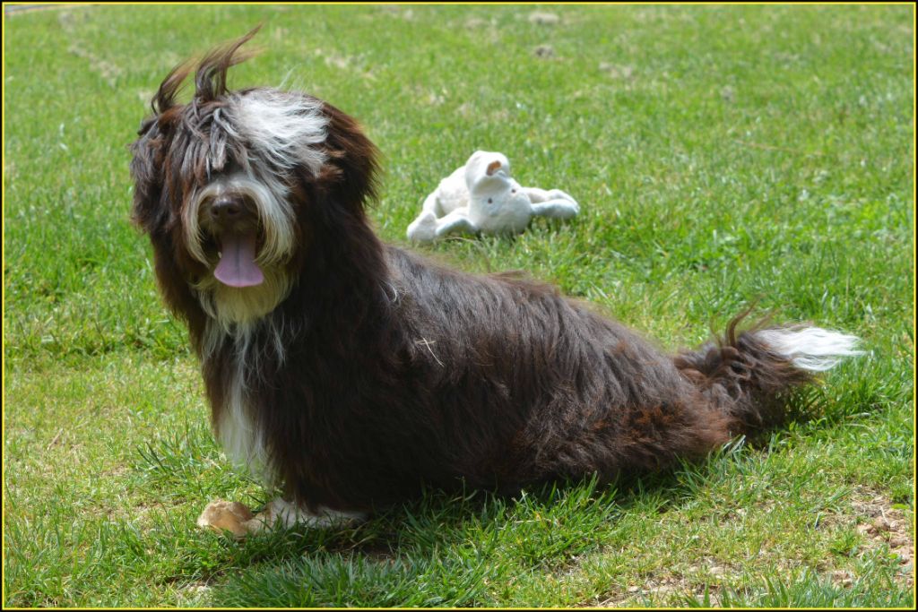 Publication : Du Buisson De La Passée Auteur : Du Buisson de la Passée