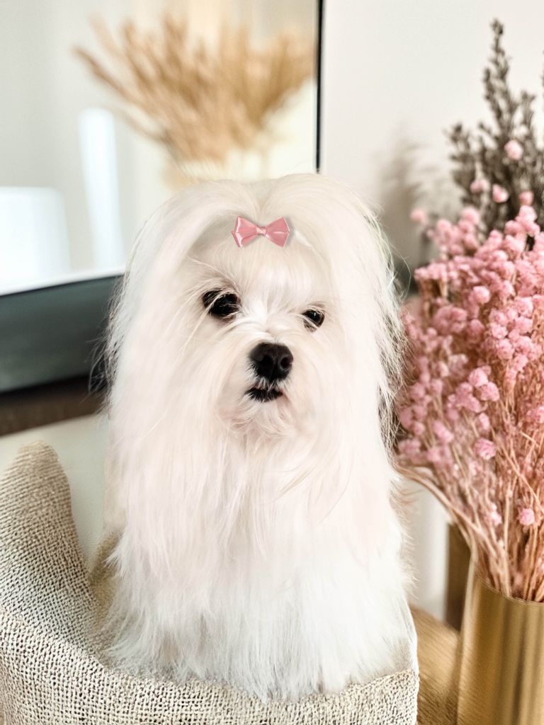 Publication : Elevage Des Légendes Du Temple Maltais Auteur : elevage des legendes du temple M