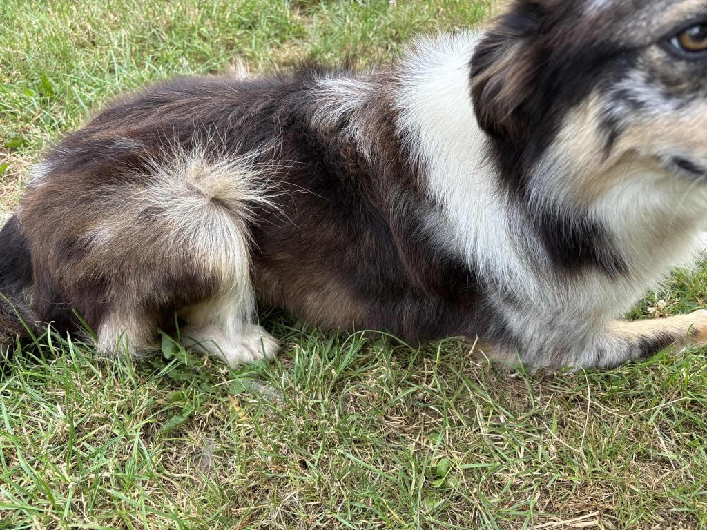 Publication : Bro Glazik Tropell 