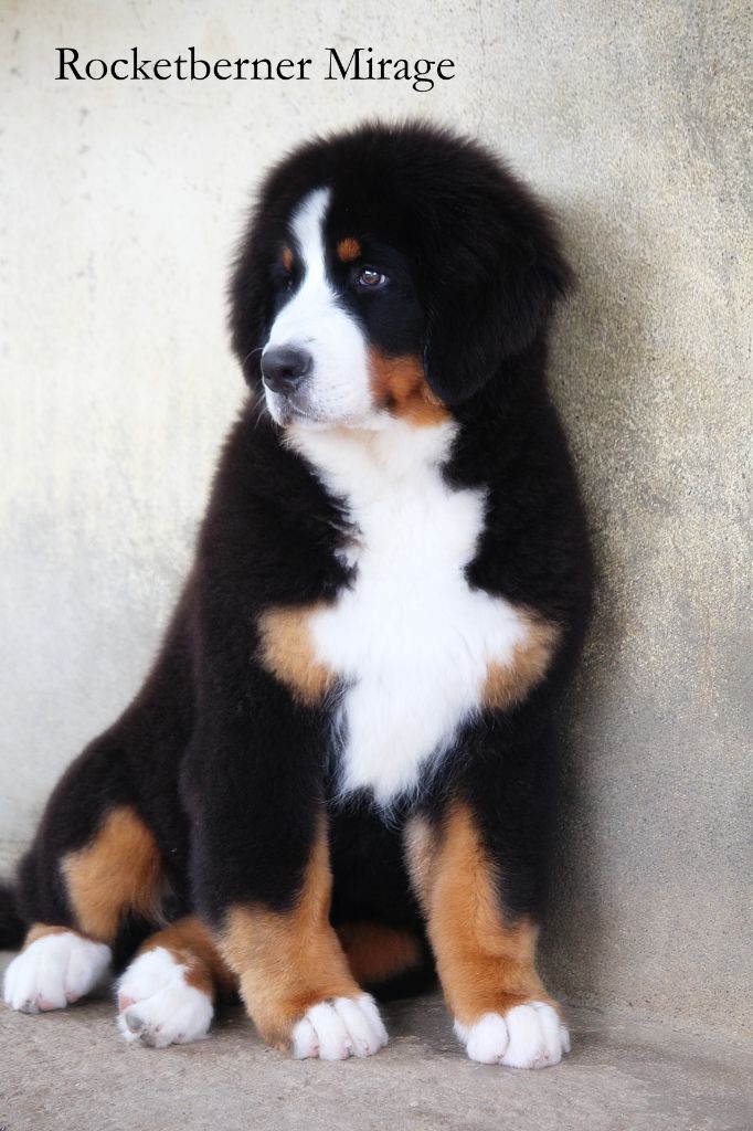 Publication : D'Ainhoa Auteur : Bonnenfant Yann