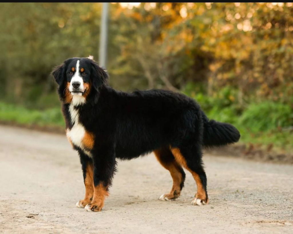 Publication : du Domaine de Vaya d'Espoir 