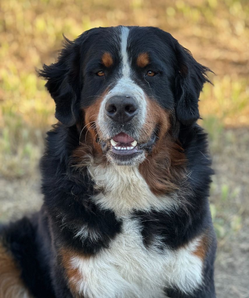 Publication : Du bois de cissard 