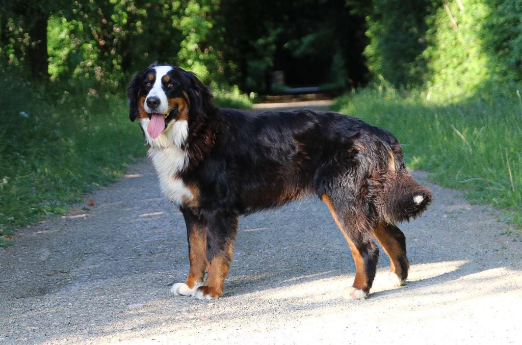 Publication : du Domaine de Vaya d'Espoir 