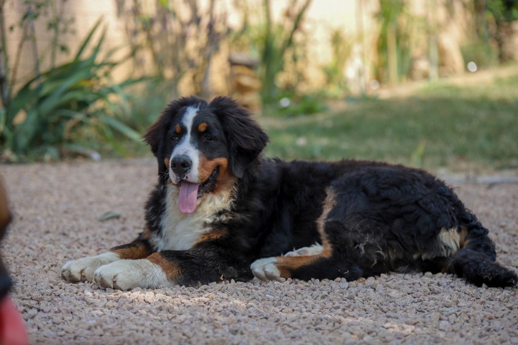 Publication : Du Domaine De La Lune Rousse Auteur : Elise Pignot