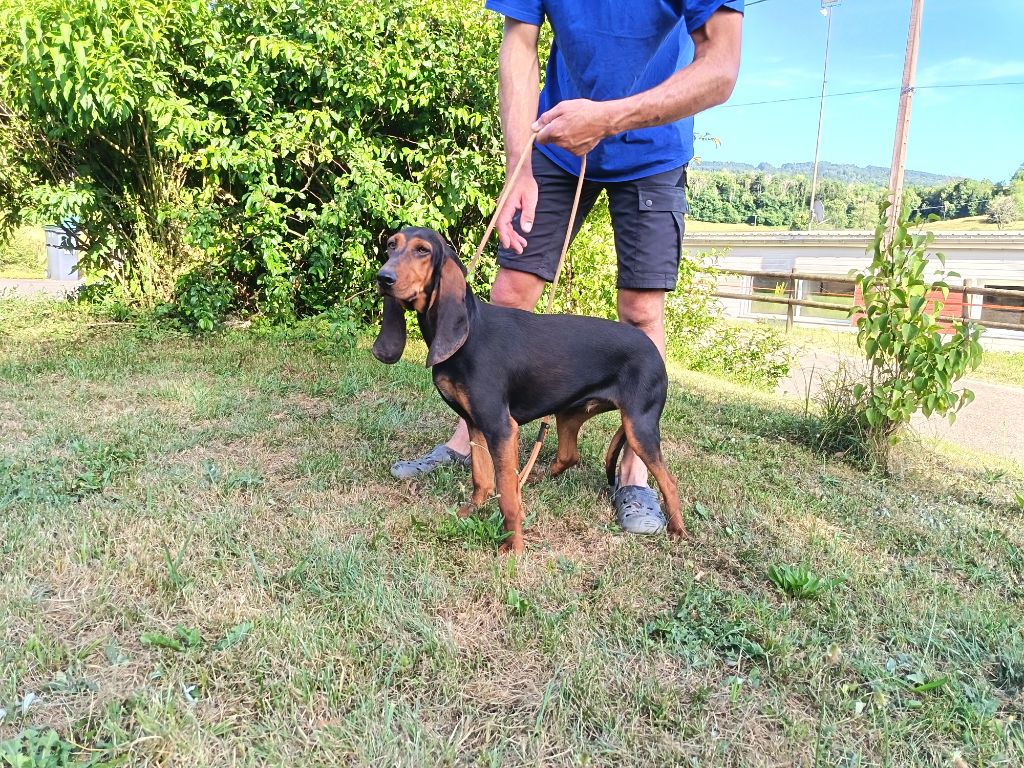 Publication : de la Cascade des Fayes